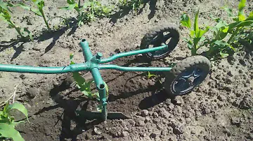 Уход за кукурузой.